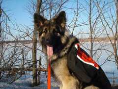wolfpacks.com Malsen