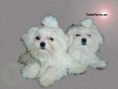 todoperro.es Maltes