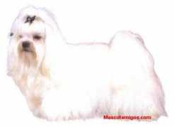 mascotamigos.com Maltes