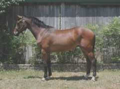 highlandfarmhorses.com Maltia