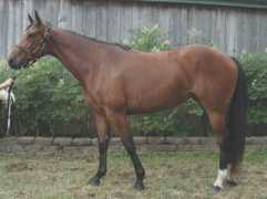 highlandfarmhorses.com Maltia