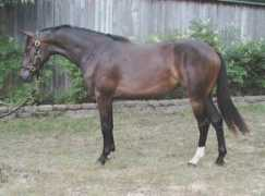 highlandfarmhorses.com Maltia