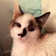 richmondspca.org Maltie