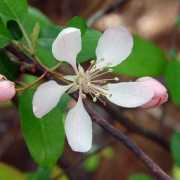 Malus