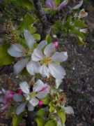 Malus