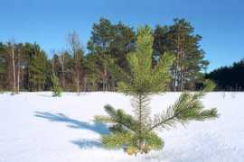 naturephoto.ru Malyshka