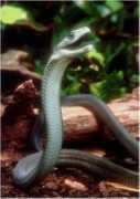 Mamba