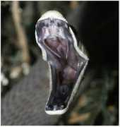 moolf.com Mambas