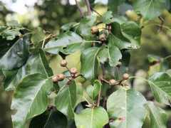 botanic.jp Mamena