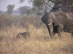 rauschenbach.de Mamili