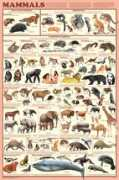 zmescience.com Mammal