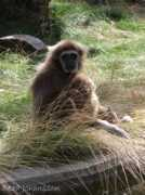 Mamman