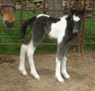 icelandichorse.us Manadis