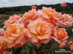 ww.justourpictures.com Manaia