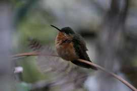 birdingpal.org Manakas