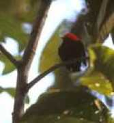 worldbirds.eu Manakin