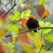 blog.seeingbirds.com Manakin