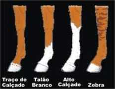 Manalvo