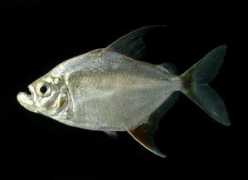 silurus.acnatsci.org Manari