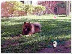 dogsparadise.com.br Manassi