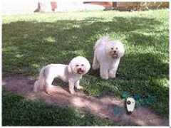 dogsparadise.com.br Manassi