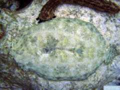 reeflex.net Mancus