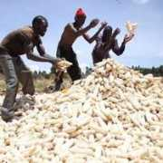 nation.co.ke Mandago