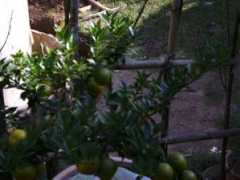 mojalbum.com Mandarina