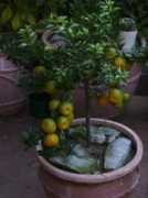 mojalbum.com Mandarina