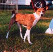 basenji.org Mandella