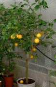 homecitrusgrowers.co.uk Mandelo