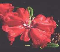 rhododendron.org Manderley