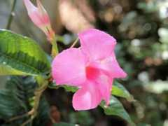 Mandev
