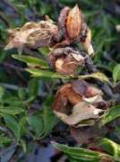 digilander.libero.it Mandorle