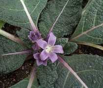 donsmaps.com Mandrake