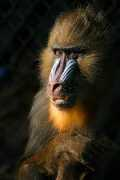 creationwiki.org Mandril