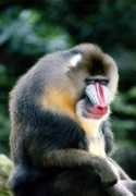 coolspic.com Mandrill