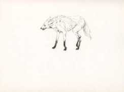 Maned