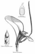 Manekia