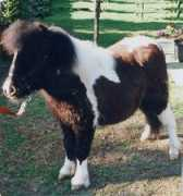 shetland-pony.com Maneman