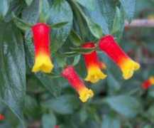 fichas.infojardin.com Manetia