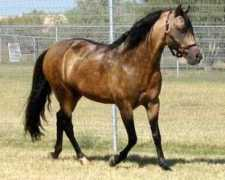 gaitedhorses.net Mangalarga