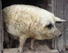 agraria.org Mangalica