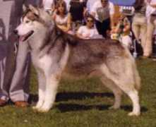 idigadog.com.au Mangden