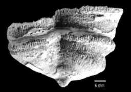 porites.geology.uiowa.edu Mangei