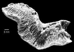 porites.geology.uiowa.edu Mangei