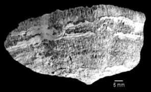 porites.geology.uiowa.edu Mangei