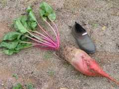 themodernhomestead.us Mangel