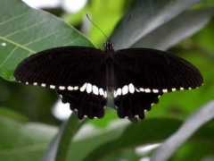 Manggo