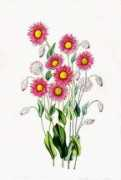 classicnatureprints.com Manglesh